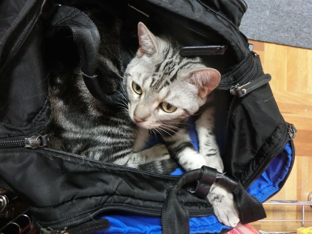 http://village-diary.com/blog/catsbonfamily/pict/150825bagbona3.jpg