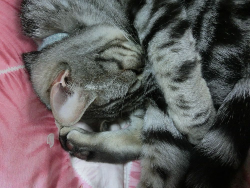 http://village-diary.com/blog/catsbonfamily/pict/150829bona1.jpg