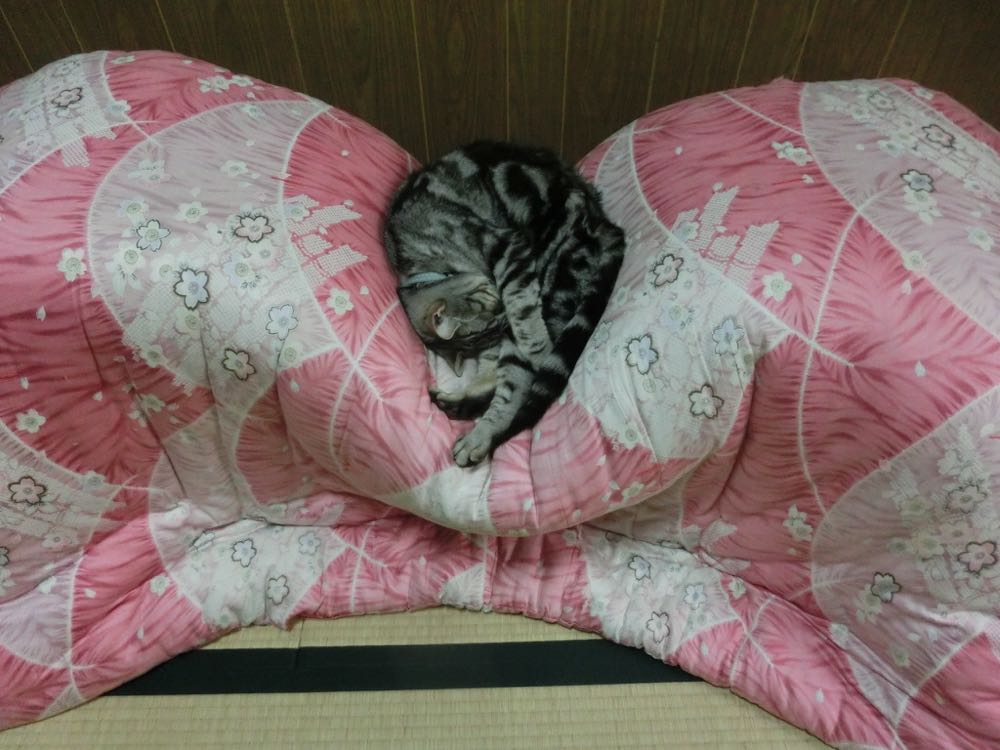 http://village-diary.com/blog/catsbonfamily/pict/150829bona2.jpg