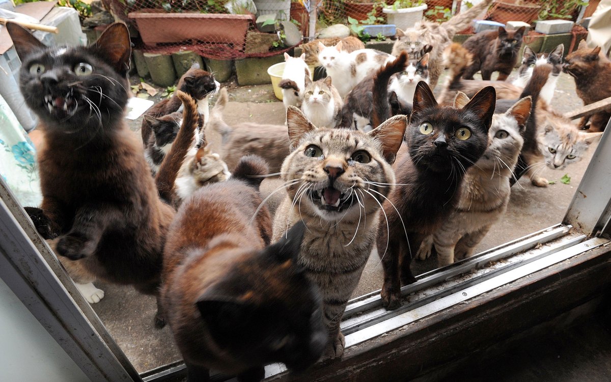 http://village-diary.com/blog/catsbonfamily/pict/slide_360045_4021762_free.jpg