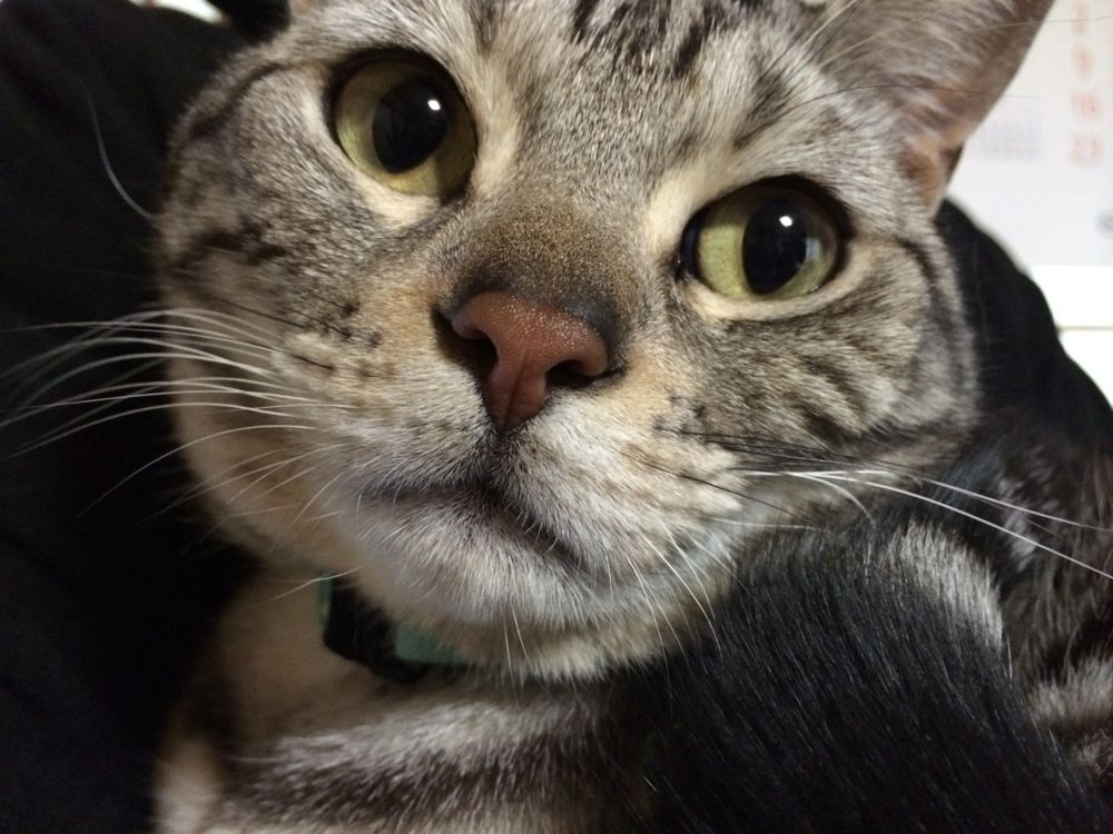 http://village-diary.com/blog/catsbonfamily/picts/120722pict1.jpg