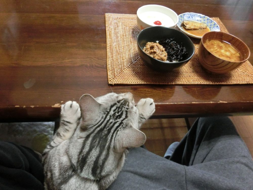 http://village-diary.com/blog/catsbonfamily/picts/140524pict1.jpg