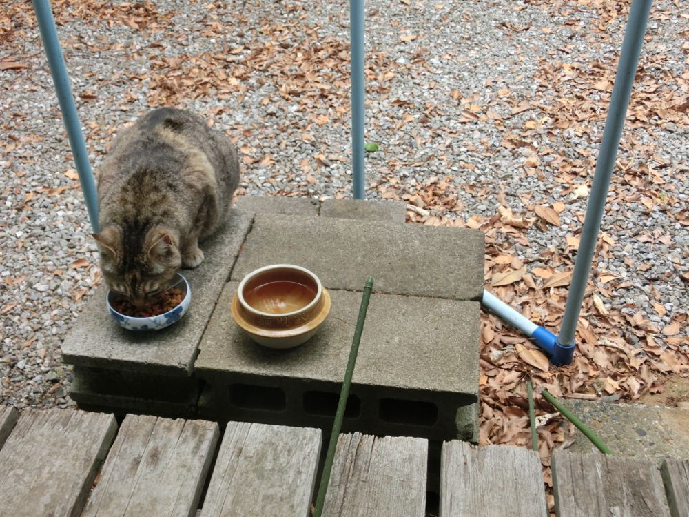 http://village-diary.com/blog/catsbonfamily/picts/140525pict1.jpg