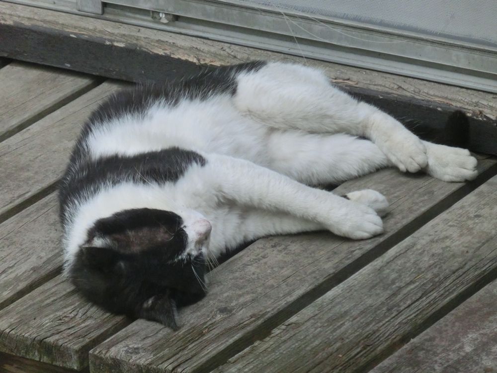 http://village-diary.com/blog/catsbonfamily/picts/140528pict1.jpg