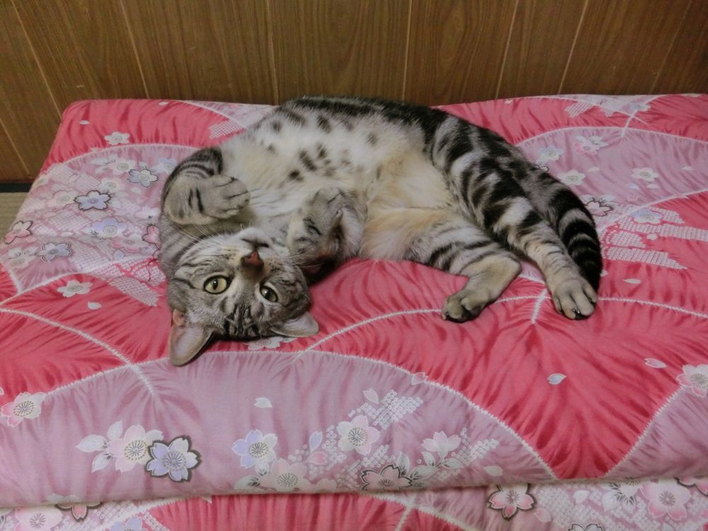 http://village-diary.com/blog/catsbonfamily/picts/140601pict1.jpg