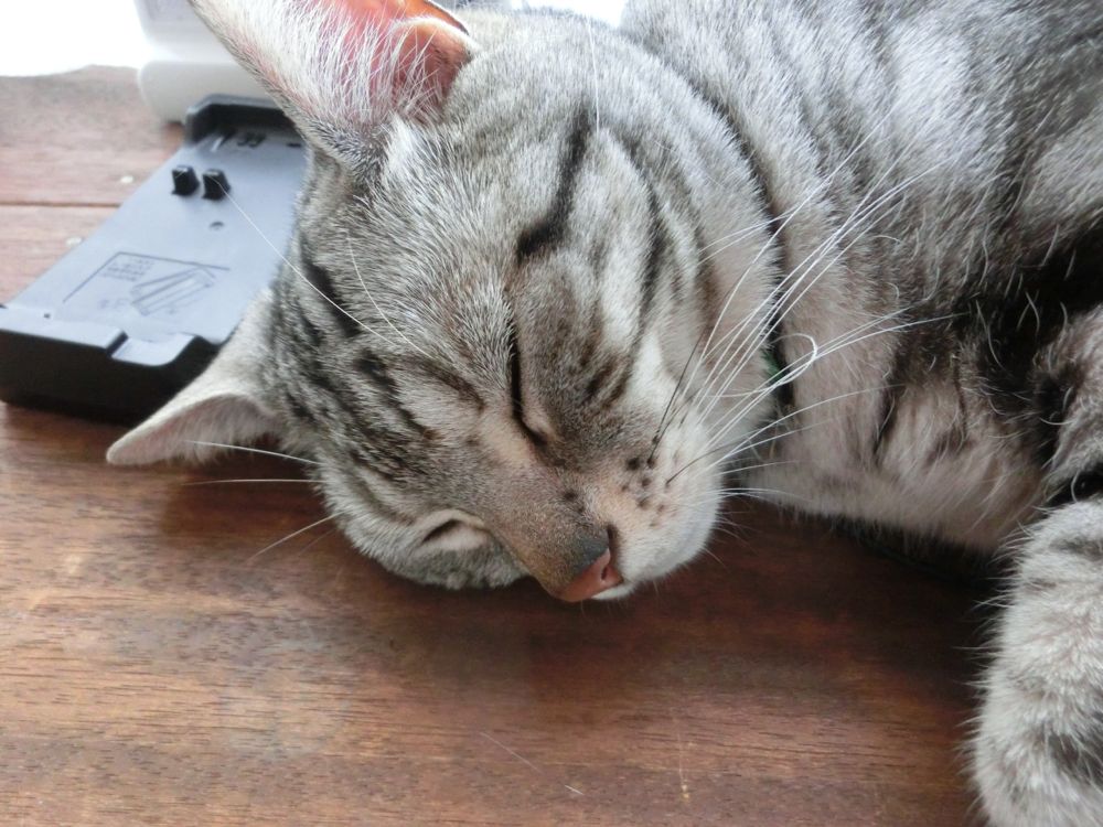 http://village-diary.com/blog/catsbonfamily/picts/140602pict2.jpg